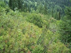 Finding Huckleberry Patches Finding Huckleberry Patches
