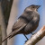 Brown-Headed Cowbird Female. Brown-Headed Cowbird Female.