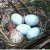 Speckled Brown-Headed Cowbird egg in a songbird nest. Speckled Brown-Headed Cowbird egg in a songbird nest.