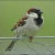 European House Sparrow (English House Sparrow) Male. European House Sparrow (English House Sparrow) Male.