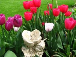 Tulips