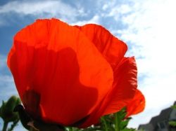 My Oriental Poppies