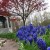 Grape Hyacinth with Japanese Maple in backyard