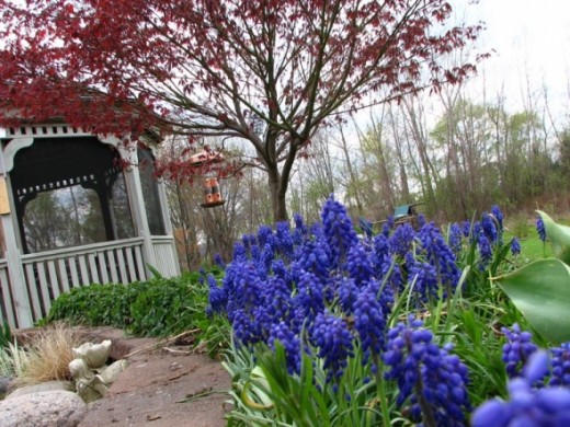 Grape Hyacinth with Japanese Maple in backyard