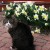 Darby with Daffodils