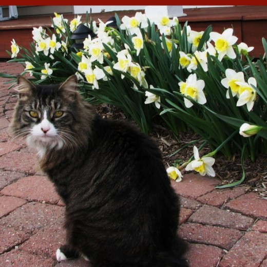Darby with Daffodils