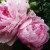 Sarah Bernhardt Peony