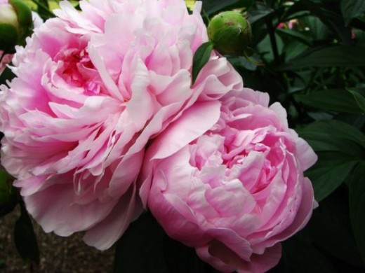 Sarah Bernhardt Peony
