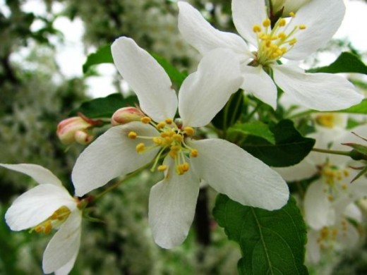 Golden Raindrops Crabapple