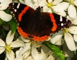 Red Admiral butterfly on crabapple blossoms