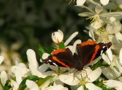 Migrating Red Admiral Butterfly
