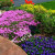Creeping Phlox, Violets, and "Basket of Gold" Alyssum