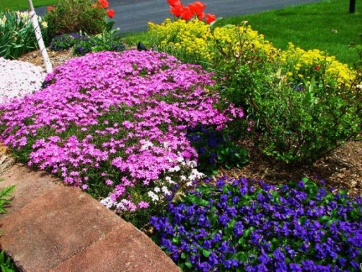 Creeping Phlox, Violets, and "Basket of Gold" Alyssum