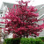 "Profusion" Crabapple