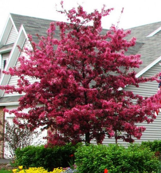 "Profusion" Crabapple