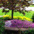 Spring flowers