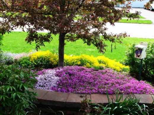 Spring flowers