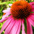 Purple Coneflower