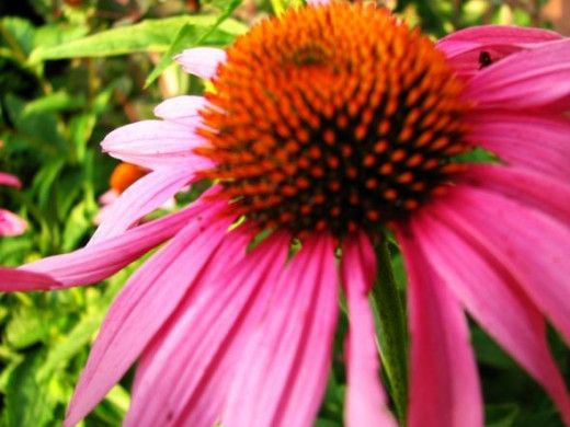 Purple Coneflower