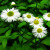 Wild Aster