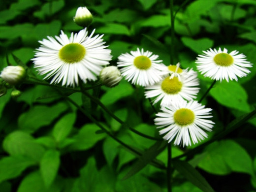 Wild Aster
