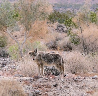 Coyote on the outskirts of Death Valley