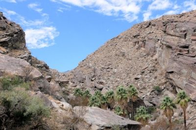 Just one of the Indian Canyons of Palm Springs