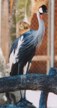 East African Crowned Crane, found at the Living Desert Zoo