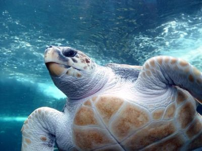 Loggerhead Sea Turtle, picture by Damien du Toit