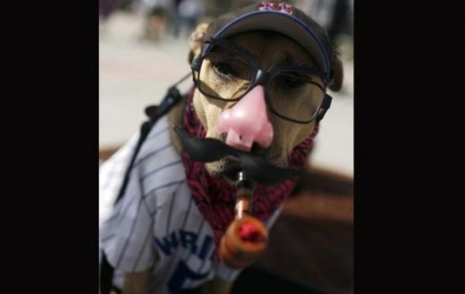 A dog named Coffee dressed as a baseball fan sits outside Citi Field before the New York Mets play the Florida Marlins in their MLB Major League baseball opening day game in New York