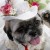 A Shih Tzu, wearing a traditional Filipino dress, waits for her turn during the Fashionista Pooch, a dog fashion show at a mall in Pasay City Metro Manila A Shih Tzu, wearing a traditional Filipino dress, waits for her turn during the Fashionista Pooch, a dog fashion show at a mall in Pasay City Metro Manila