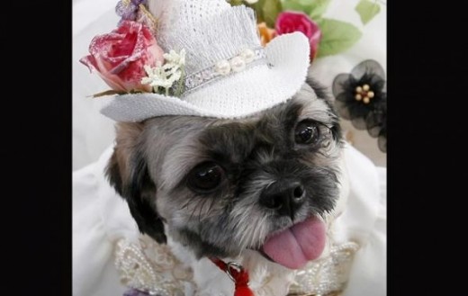 A Shih Tzu, wearing a traditional Filipino dress, waits for her turn during the Fashionista Pooch, a dog fashion show at a mall in Pasay City Metro Manila