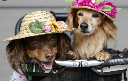 Miniature dachshund crossbreed