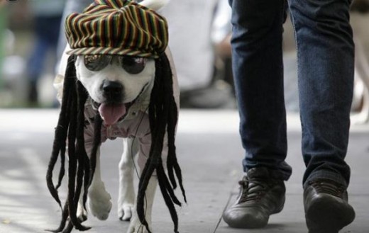 A dog dressed as a Rastafarian