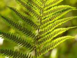 fern