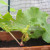 Rhubarb - Daddy's favorite Rhubarb - Daddy's favorite