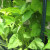 Beans - sadly no flowers or beans yet :( Beans - sadly no flowers or beans yet :(