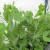 Peas - already growing pods Peas - already growing pods
