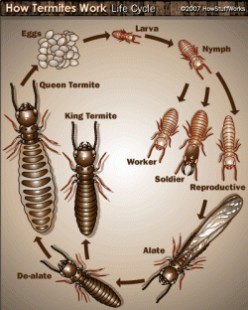 Things to remember while doing Anti Termite Treatment