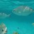 Love the fish at the bottom left. He was quite inquisitive. Love the fish at the bottom left. He was quite inquisitive.
