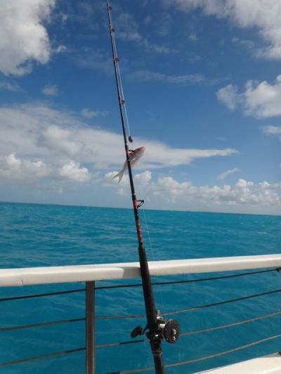 Sadly, that's the biggest fish I caught - bait sized. Sadly, that's the biggest fish I caught - bait sized.