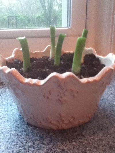 These Spring onions were planted in a soup bowl in my kitchen