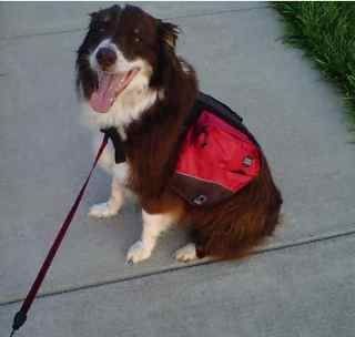 Killian with his Outward Hound backpack