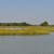 The marshy area of Tilghman. This area is home to eagles and osprey. The marshy area of Tilghman. This area is home to eagles and osprey.