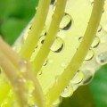 Water Drops ~ Nature's Art