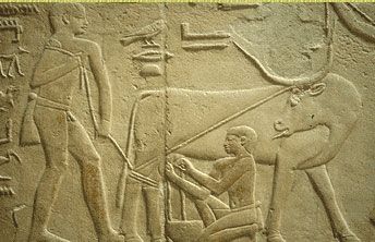 A bas relief showing Egyptian farmers with their cattle. The cattle did agricultural labor, and their dung was used for fuel.