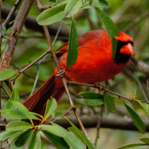 How to Attract Cardinals