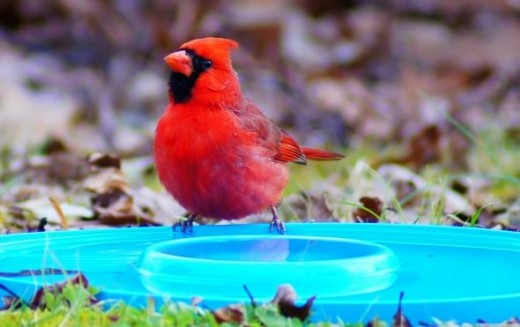 How To Attract Cardinals