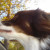 This Australian Shepherd never met a sunroof he didn't like. Here his is heading down the road to my cabin in WV.