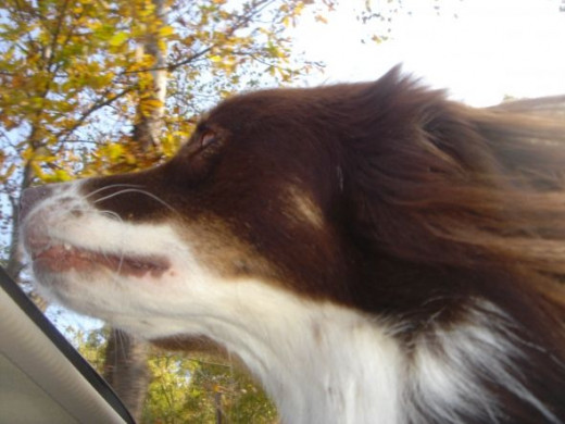 This Australian Shepherd never met a sunroof he didn't like. Here his is heading down the road to my cabin in WV.